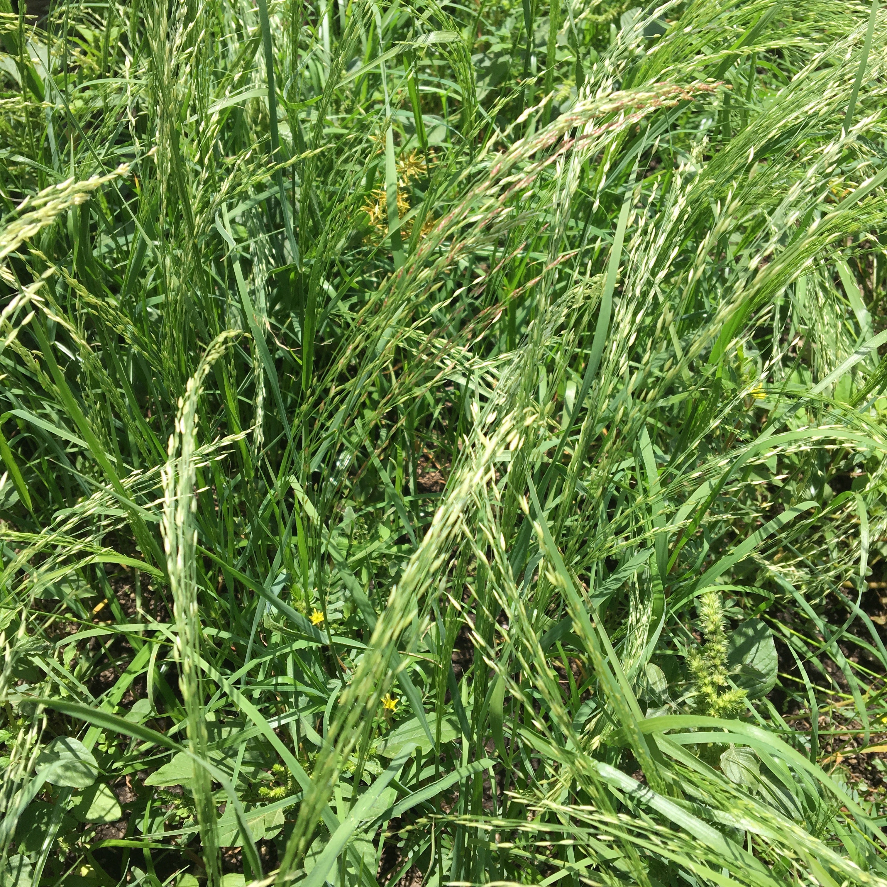 Your Teff Questions Answered!